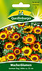 Wucherblumen