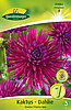 dahlie-kaktus-purple-gem-314062