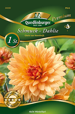 schmuck-dahlie-glorie-van-noordwijk-34030
