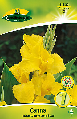 canna-indisches-blumenrohr-gelb-314120