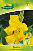canna-indisches-blumenrohr-gelb-314120