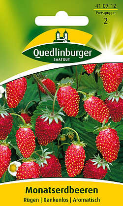 rankenlose Monatserdbeeren
