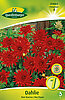 dahlie-topf-kaktus-red-pigmy-314064