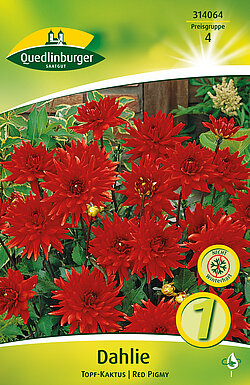 dahlie-topf-kaktus-red-pigmy-314064