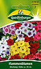 Flammenblumen