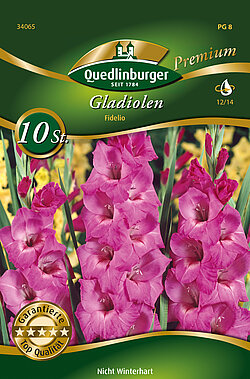 gladiolen-fidelio-34065
