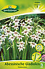 abessinische-gladiolen-sterngladiole-313005