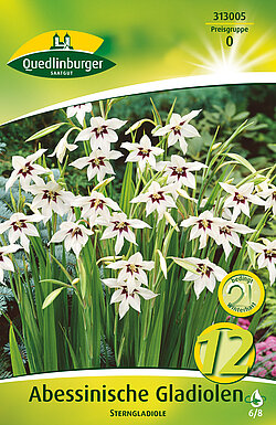 abessinische-gladiolen-sterngladiole-313005