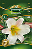 koenigslilie-cremeweiss-34085