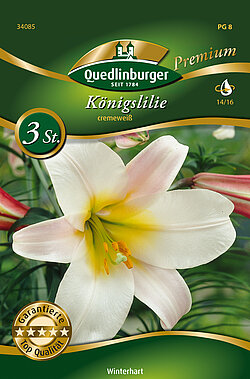 koenigslilie-cremeweiss-34085
