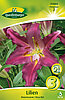 lilien-orientalische-rosa-rot-313068