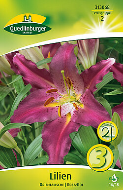 lilien-orientalische-rosa-rot-313068