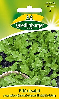 Pflücksalat A couper feuille de chêne blonde à graine noire Pflücksalat A couper feuille de chêne blonde à graine noire