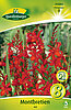 montbretien-rot-313082