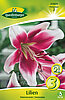 lilien-orientalische-zweifarbig-313074