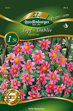 topf-dahlie-topmix-rosa-34055