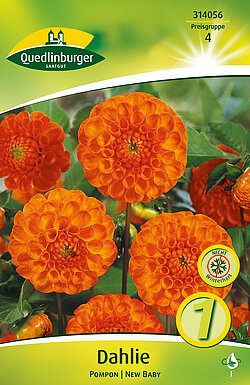 dahlie-pompon-new-baby-314056