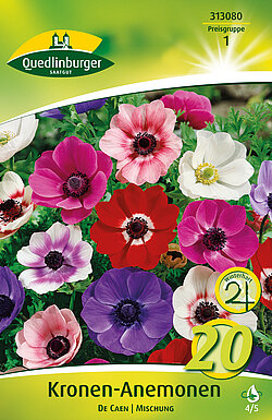 kronen-anemonen-de-caen-mischung-313080