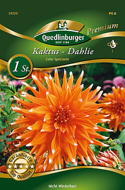 kaktus-dahlie-color-spectacle-34020