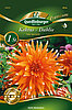 kaktus-dahlie-color-spectacle-34020