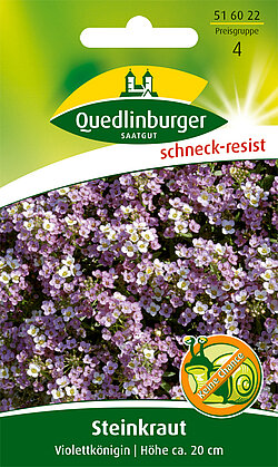 Steinkraut Steinkraut