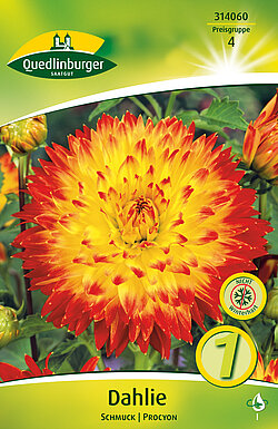 dahlie-schmuck-procyon-314060