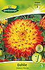 dahlie-schmuck-procyon-314060