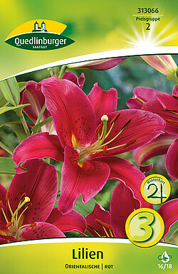 lilien-orientalische-rot-313066