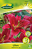 lilien-orientalische-rot-313066