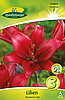 lilien-asiatische-lilien-313060