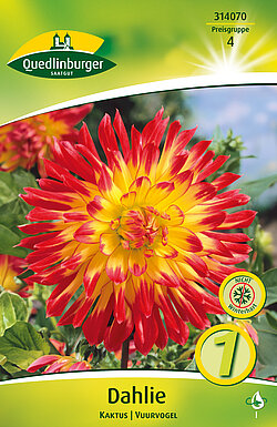 dahlie-kaktus-vuurvogel-314070