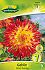 dahlie-kaktus-vuurvogel-314070