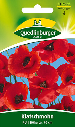 Klatschmohn