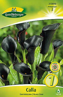 calla-zantedeschia-black-star-313090