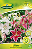 lilien-orientalische-mischung-308844