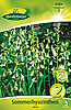 sommerhyazinthen-weiss-313035