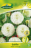dahlie-pompon-snowflake-314066
