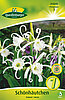 schoenhaeutchen-ismene-weiss-313040