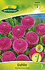 dahlie-pompon-franz-kafka-314050