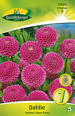 dahlie-pompon-franz-kafka-314050
