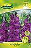 gladiolen-blau-314014