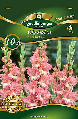 gladiolen-frizzled-coral-lace-34060