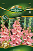 gladiolen-frizzled-coral-lace-34060
