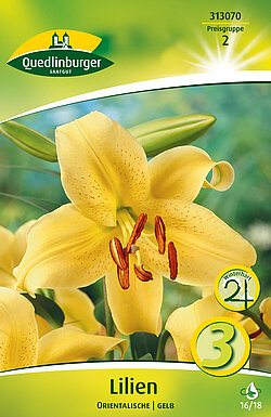 lilien-orientalische-gelb-313070