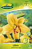 lilien-orientalische-gelb-313070