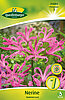 nerine-guernseylilie-313084