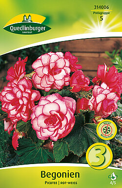 begonien-picotee-rot-weiss-314006