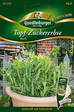 Topf-Zuckererbse Norli