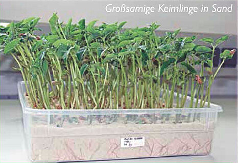 Gro&szlig;samige Keimlinge im Sand