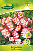 begonien-gefranst-marginata-314002